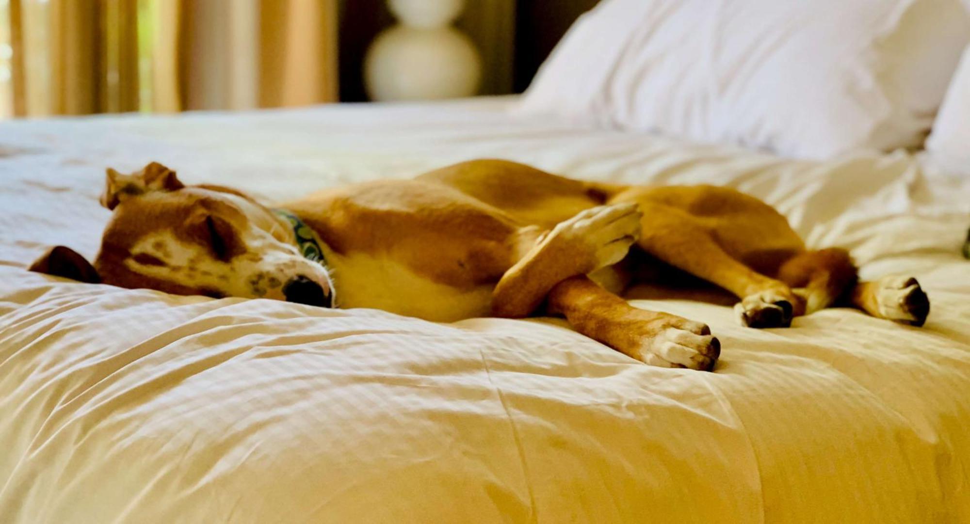 Sonesta Simply Suites Dallas Richardson Εξωτερικό φωτογραφία